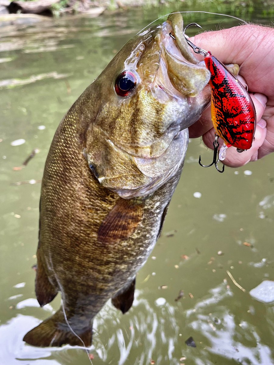 LuckyCraftUSA1's tweet photo. “Drifting with the current, throwing the LC 1.5 WV DRS to the shallow water of the river's edge in stained water turned a slow day around.”-New River Bronzeback Adventures #LCCrank #TOCraw #LuckyCraft #LuckyCraftUSA https://t.co/lQ9NRl9db5