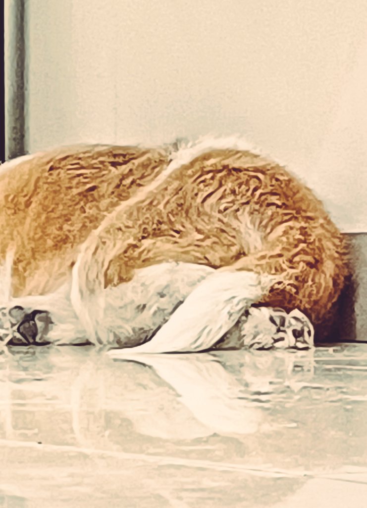 cirila_thompson's tweet photo. Ese trasero de perro me representa #calorcitorico https://t.co/2reKtRFNiB