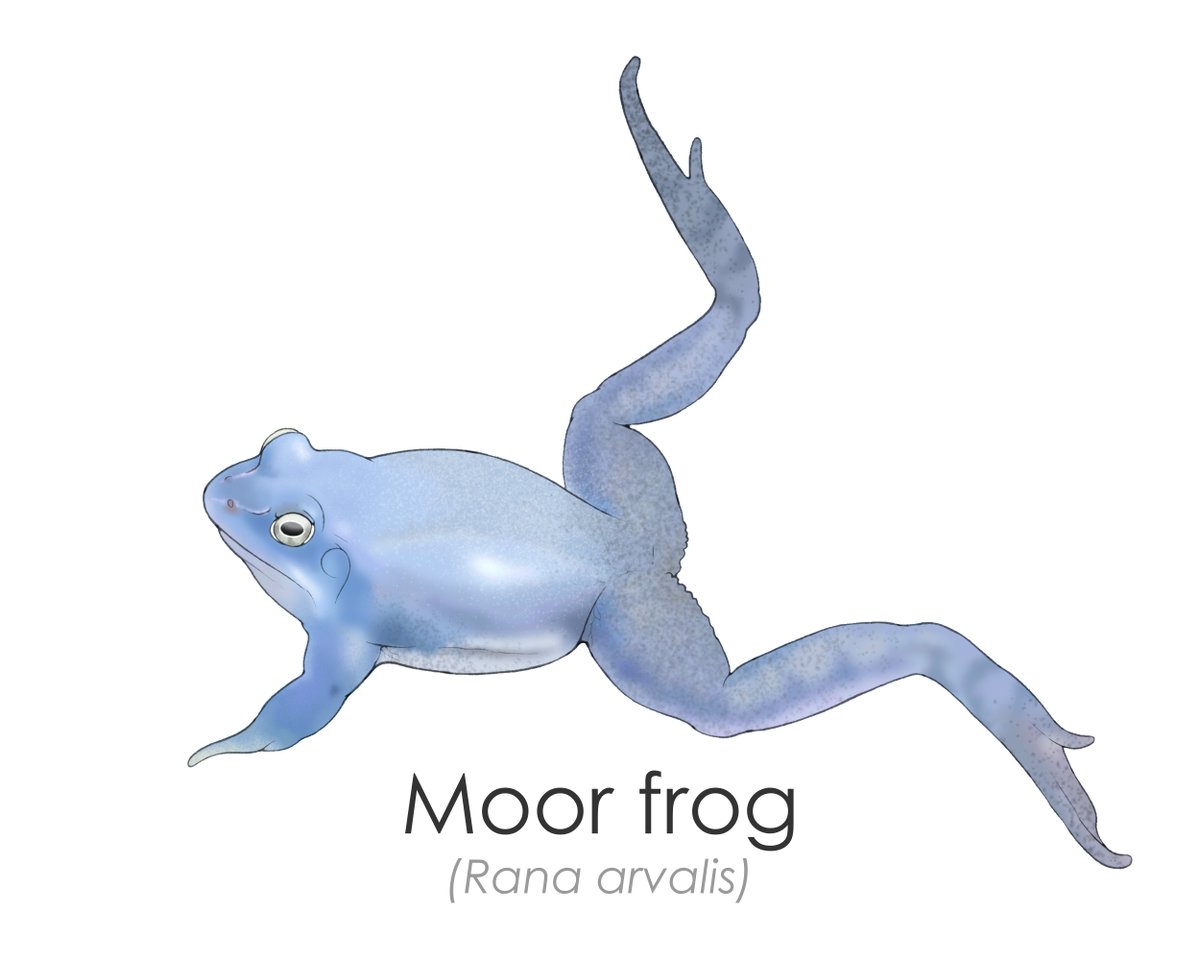 petrovenator's tweet photo. Moor frog male during mating season
#amphibian #frogs #moorfrog https://t.co/vrqXy0uHKP