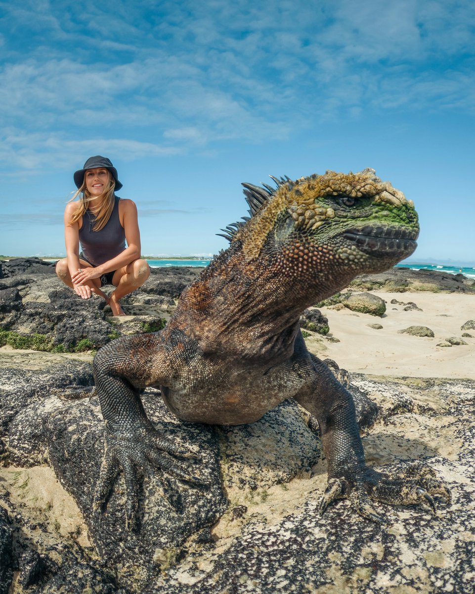 Marine iguanas, the only lizards that forage in the ocean, show unique adaptations: flattened tails, strong claws, salt glands, dark skin, and diving abilities! 🦎🌊 #marineiguana #galapagos #galagents #ecuador #southamerica #evolution