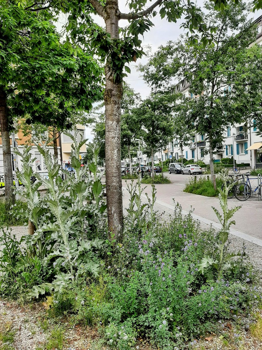 FlyingFlying62's tweet photo. Lo de las calles de #Helvetia en general y las de #Turicum en particular, estas son de #Zürich, es una cosa salvaje. Qué bonitas son así! Al @DrBioblogo le encantaría pasear por ellas. Y a vosotros también, 😉. Venirse! https://t.co/iKgHraPTxS