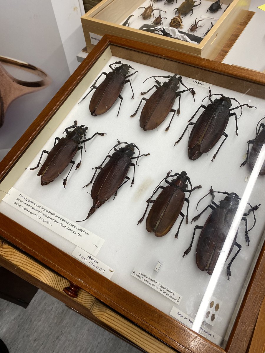 Thank you to <a href="/flygirlNHM/">Dr Erica McAlister</a> 🪰 and <a href="/talay_namin/">Talay</a> 🪲 for a fascinating behind the scenes look at the <a href="/NHM_Science/">Science at the Natural History Museum</a> entomology department as part of our Amazing Insects field course <a href="/BristolBioSci/">University of Bristol Biological Sciences</a> <a href="/harrysiviter/">Harry Siviter</a>