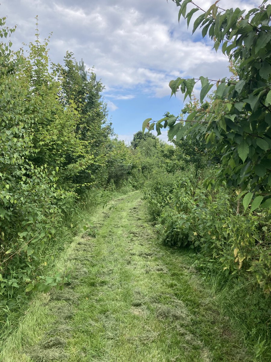 The English Oak Project tweet media