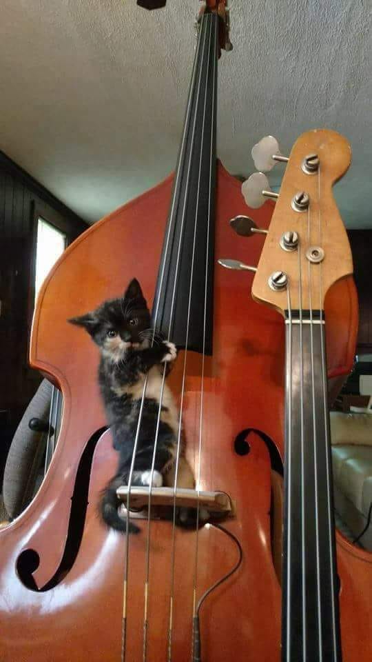 Now that's my kind of bass player. #catstagram #doublebass #bassplayer