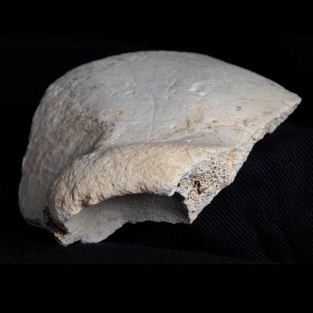 🏛️📺Esta mañana se ha dado a conocer el hallazgo de los materiales óseos neandertales más antiguos de Bizkaia. Encontrados en la cueva de El Polvorín de 📌Karranza y depositados en el Arkeologia Museoa. Los restos humanos más antiguos de Bizkaia, de unos  150.000 años.