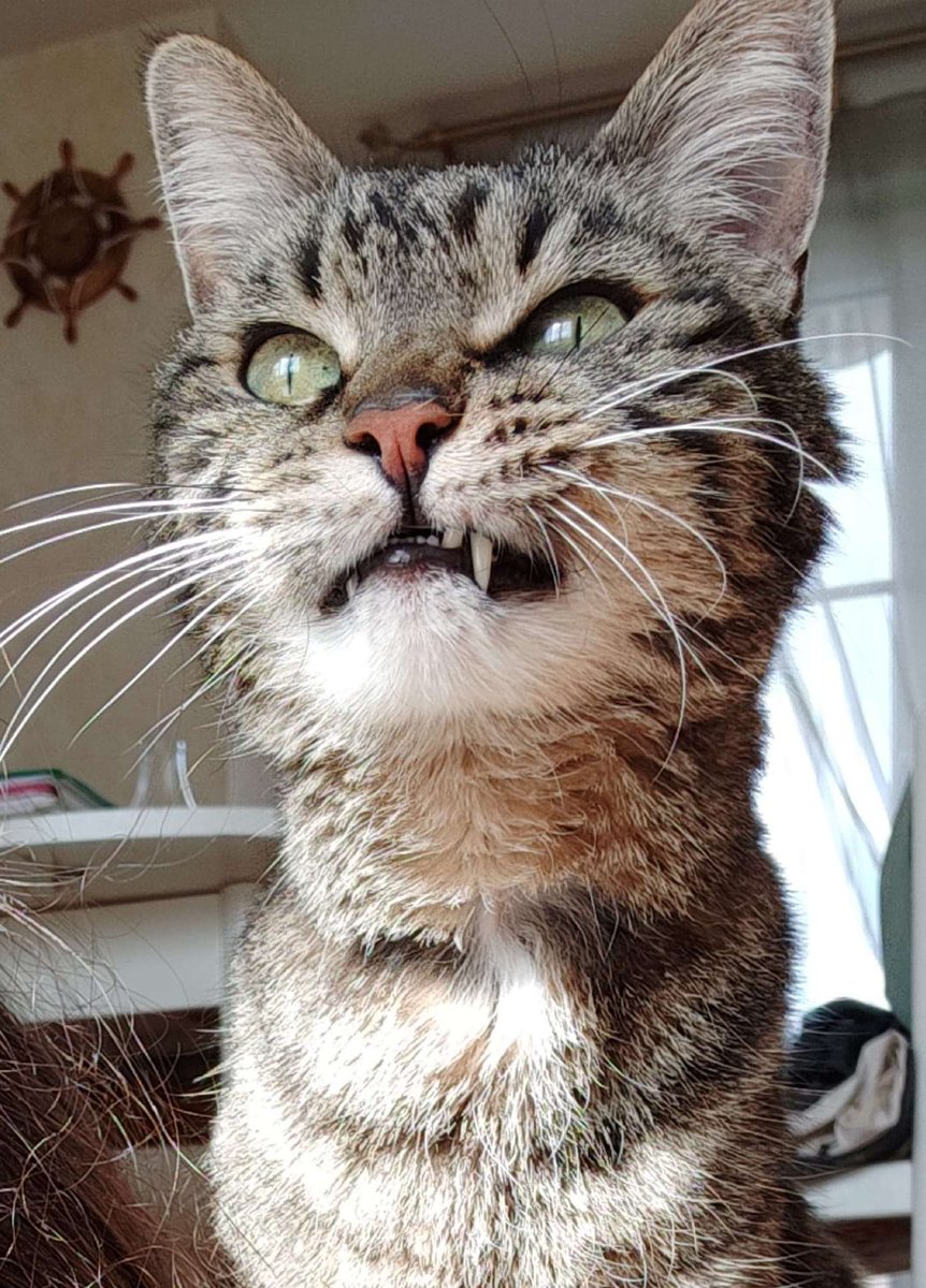 Parole de chat tweet media