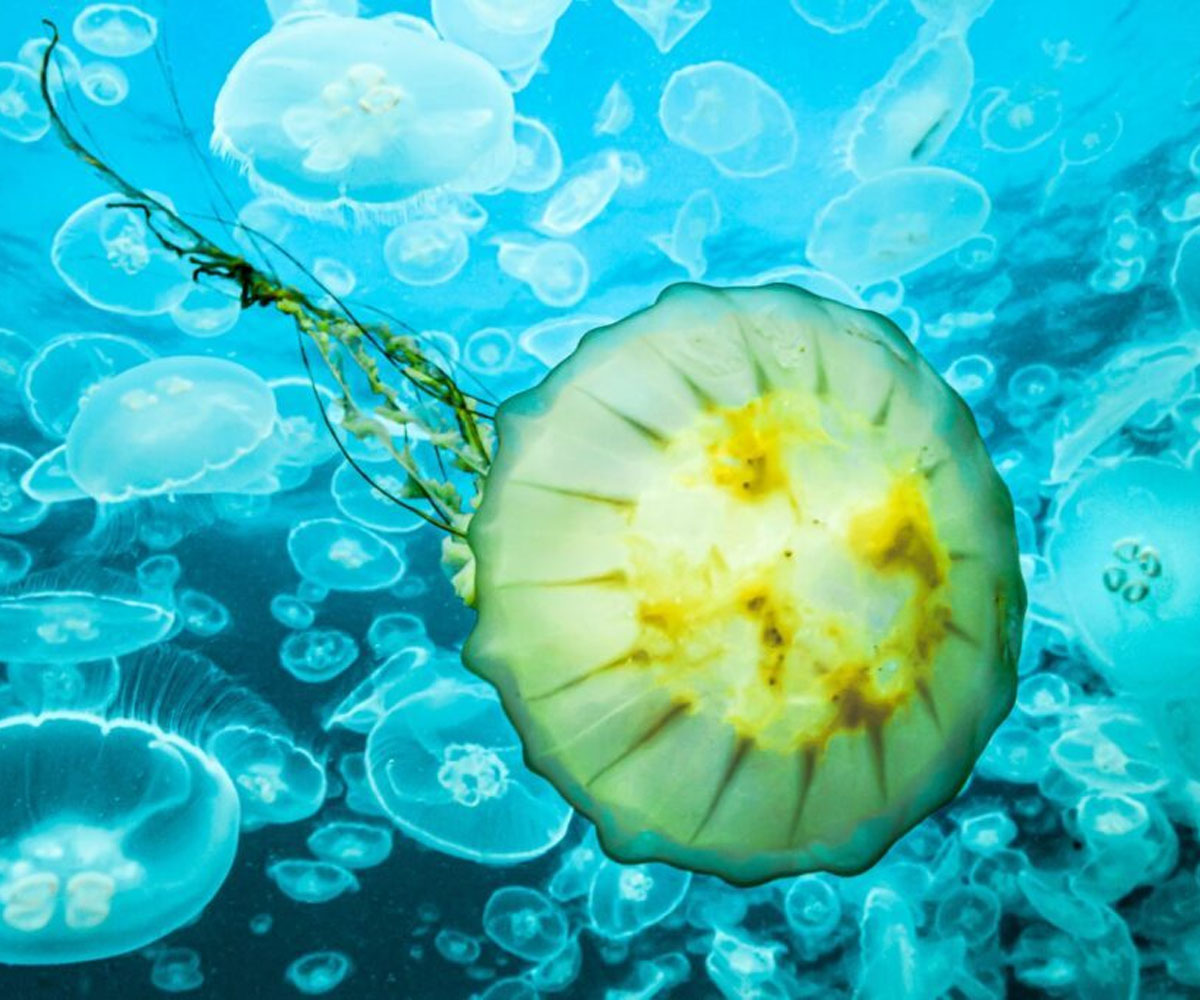 Institute of Marine Affairs (IMA) tweet media