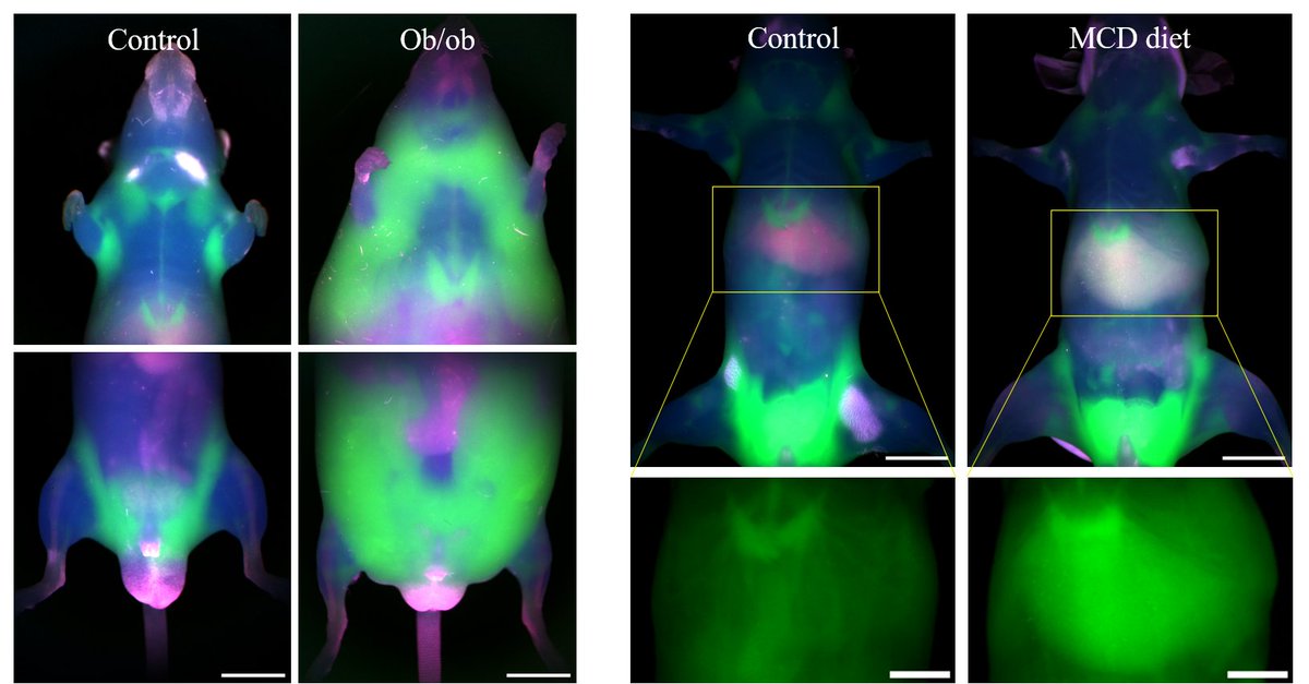 Today, we report a new imaging approach that provides remarkable contrast deep within tissues for contrast agent-free visualization of physiology in whole animals and intraoperative imaging in humans:

Shortwave infrared Raman scattering
👇
biorxiv.org/content/10.110…