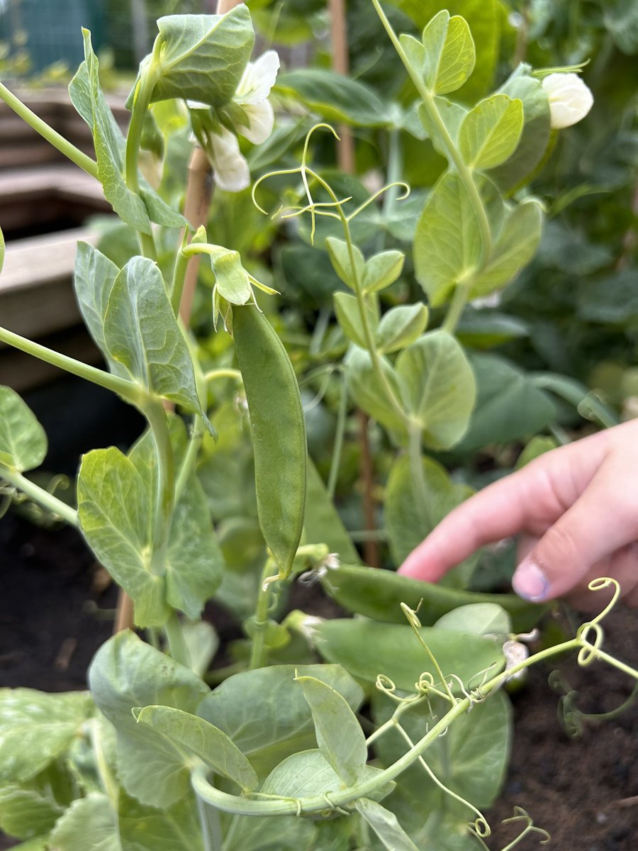 BG_FoxCubs's tweet photo. We have grown our peas from seed and were very excited to find our first pea pods today. #BGEYFS #BGScience π« https://t.co/ibUO1W7duR