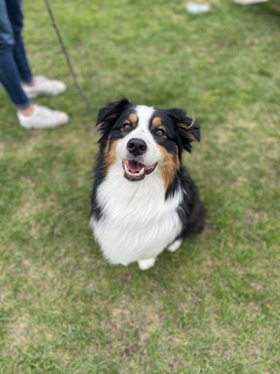 BlacklowLab tweet media