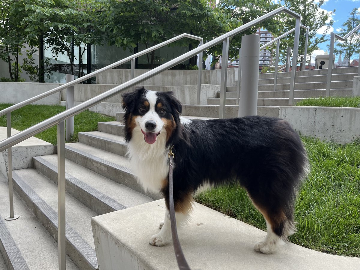 BlacklowLab tweet media