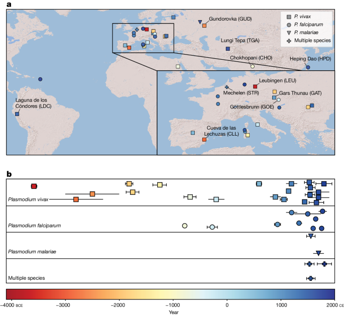 bloodSparasites's tweet image. Ancient Plasmodium genomes shed light on the history of human #malaria dlvr.it/T8BRcJ @nature