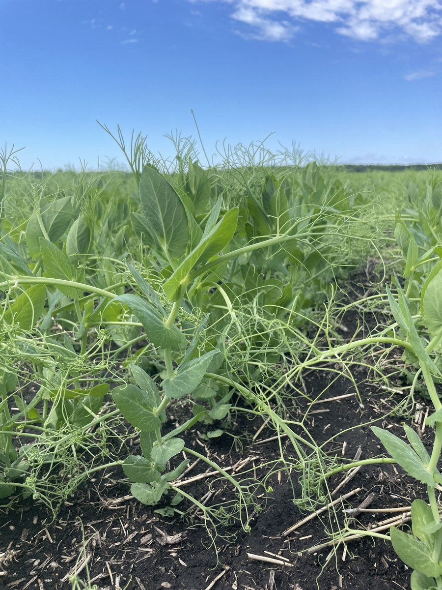 AAC Dehli peas 👏🏻👏🏻👏🏻 Holy moly. 

Even on a field with high residual N, still seeing excellent nodulation.