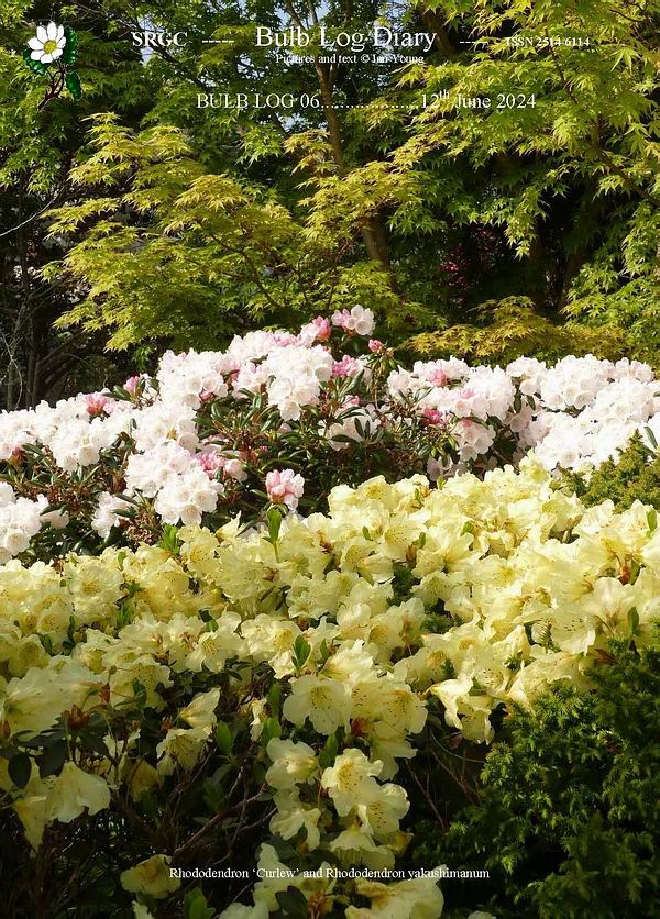 ScottishRockGC's tweet image. As the year progresses the colour spreads up from the ground to all the way to above his head: click the link to read this Months #BulbLog from  #IanYoung 
srgc.net/documents/bulb…