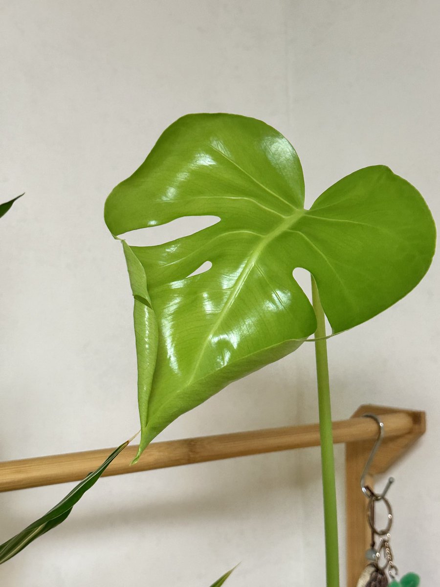 몬스테라 잎 펼치는 중 👊
반짝이는 연두빛 열정🌱