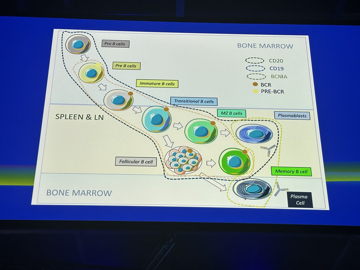 eular_ARD's tweet photo. Insightful review on the use of CarT cells in autoimmune diseases from Prof Schett at #EULAR2024. 
MS https://t.co/b4Jh4lNciD
