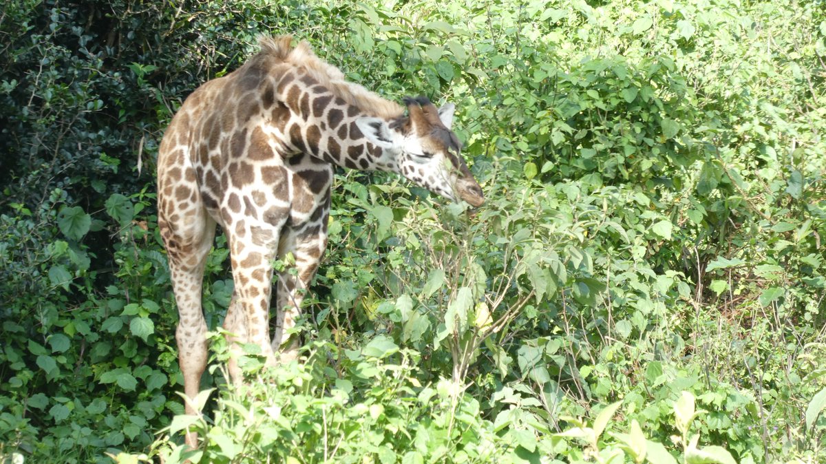BrankinCS's tweet photo. One of the advantages of remote working is that you can work when and where you like. This morning I took an hour out to make new friends... Because of the time zone difference my clients haven't even noticed!
#remotebizsupport  #PA #smallbiz #smallbusinessowner #worklifebalance https://t.co/TeK6x8cWNb