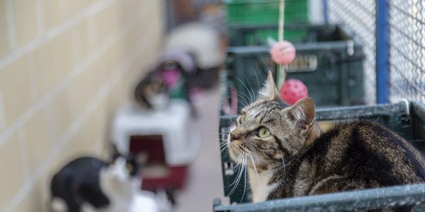 Foto cedida por Ayuntamiento de Rivas