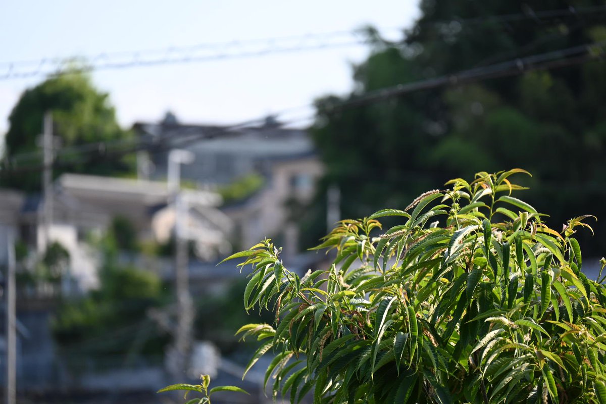 YarisTarou's tweet photo. 何の設定もせずオートに全てを任せてパシャパシャ撮ってみた結果

何となく既に楽しい笑

ノイズやら何やらは追々学んで行きます笑 https://t.co/5QqJVo0Obf