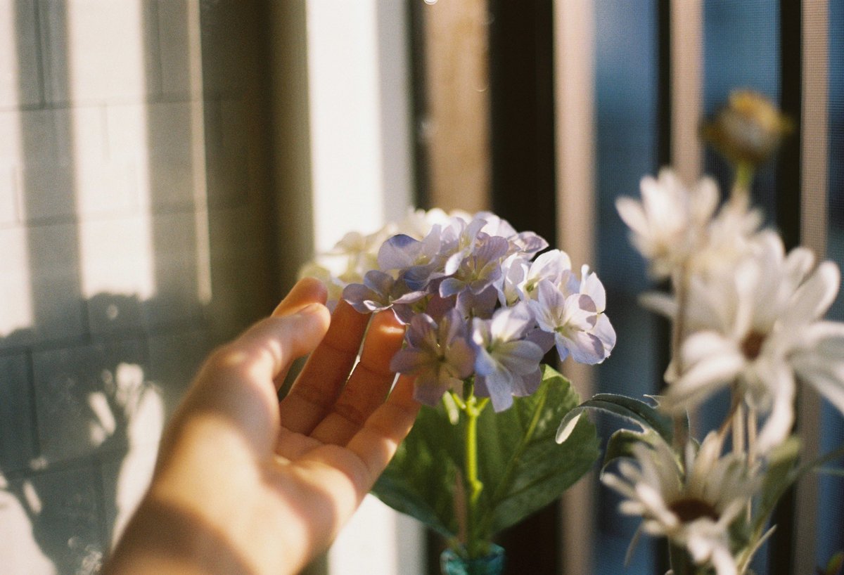 photos_Nana's tweet photo. 夏の早朝5時に起きた日だけ見られる光
#film https://t.co/mYHhpFCiG7