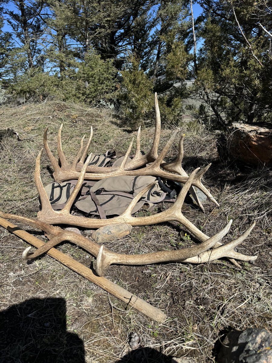 Brown gold aka future dog chews