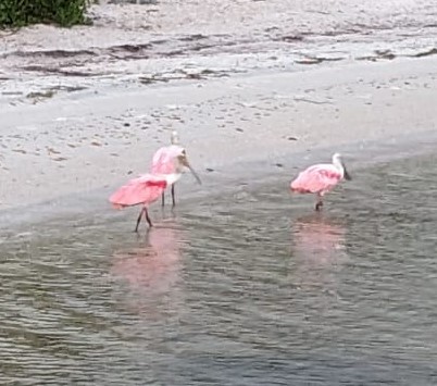 Pure Watercraft tweet media