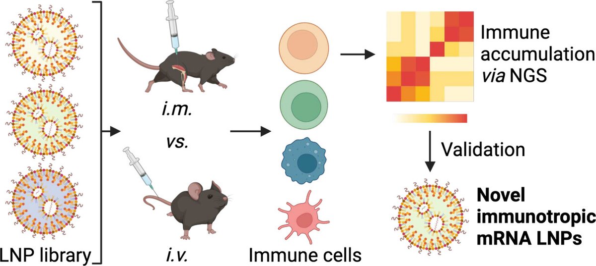 Mike Mitchell (@mjmitchell_lab) on Twitter photo Check out our latest in ACS Nano <a href="/acsnano/">ACS Nano</a> led by <a href="/MJMitchell_Lab/">Mike Mitchell</a> PhD student Alex Hamilton <a href="/a_hmltn/">Alex Hamilton</a> on high-throughput in vivo screening to identify LNPs tailored for local and systemic delivery for mRNA vaccines + cancer immunotherapy applications!
Link: pubs.acs.org/doi/full/10.10… Check out our latest in ACS Nano <a href="/acsnano/">ACS Nano</a> led by <a href="/MJMitchell_Lab/">Mike Mitchell</a> PhD student Alex Hamilton <a href="/a_hmltn/">Alex Hamilton</a> on high-throughput in vivo screening to identify LNPs tailored for local and systemic delivery for mRNA vaccines + cancer immunotherapy applications!
Link: pubs.acs.org/doi/full/10.10…