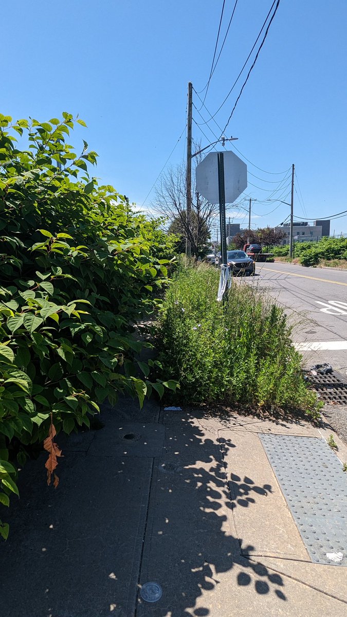 HeartCivic's tweet photo. We have asked for weeks that have now turned into months to have sidewalks and medians cleared of trash and weeds in Rockaway. Any help will be greatly appreciated.
@NYCMayorsOffice 
@NYCSanitation 
@know_HEPC 
#Rockaway 
@CMBrooksPowers
@KhaleelAnderson 
@JSandersNYC https://t.co/EI1cl1SCxJ
