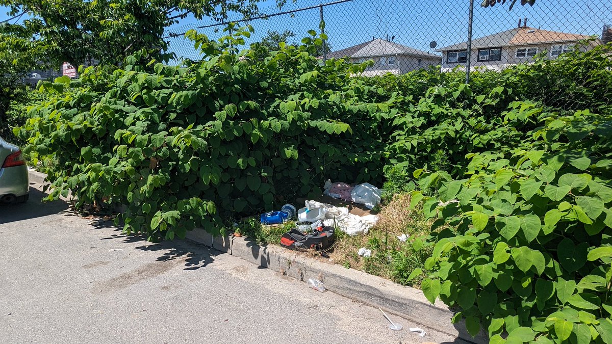 HeartCivic's tweet photo. We have asked for weeks that have now turned into months to have sidewalks and medians cleared of trash and weeds in Rockaway. Any help will be greatly appreciated.
@NYCMayorsOffice 
@NYCSanitation 
@know_HEPC 
#Rockaway 
@CMBrooksPowers
@KhaleelAnderson 
@JSandersNYC https://t.co/EI1cl1SCxJ