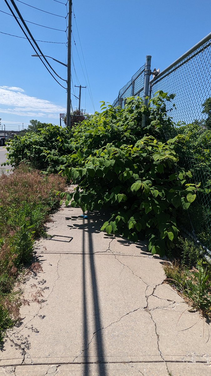 HeartCivic's tweet photo. We have asked for weeks that have now turned into months to have sidewalks and medians cleared of trash and weeds in Rockaway. Any help will be greatly appreciated.
@NYCMayorsOffice 
@NYCSanitation 
@know_HEPC 
#Rockaway 
@CMBrooksPowers
@KhaleelAnderson 
@JSandersNYC https://t.co/EI1cl1SCxJ