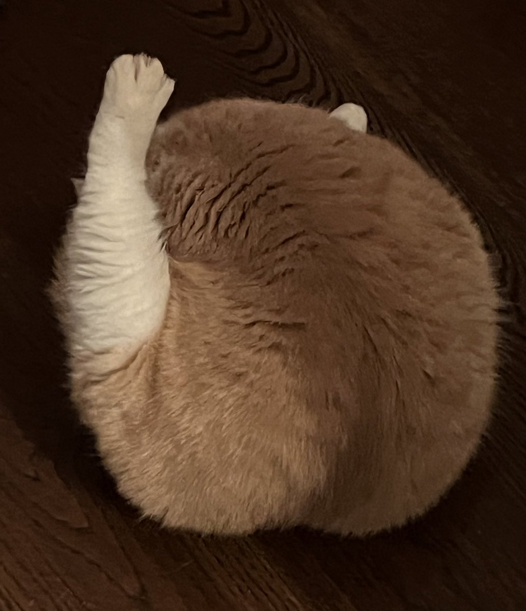 potemaru_18's tweet photo. 完全に骨付きローストチキン🍗になってる😂

#猫のいる生活
#猫好きさんと繋がりたい
#エキゾチックショートヘア https://t.co/B0T1KXY1Do