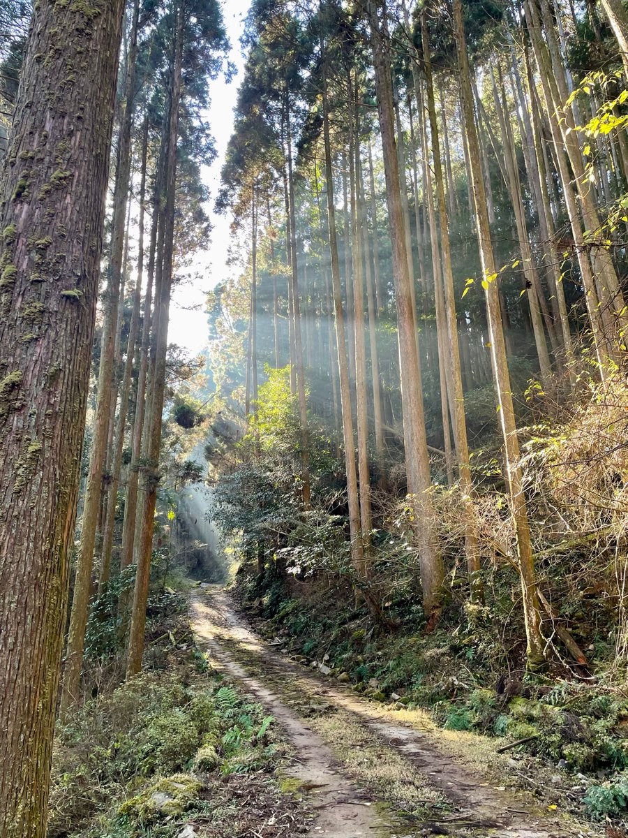 Photo_Walk_Talk's tweet photo. 光の差し込み具合は調整できないので、見つけたらとりあえず撮る https://t.co/OXy5q9TPTx