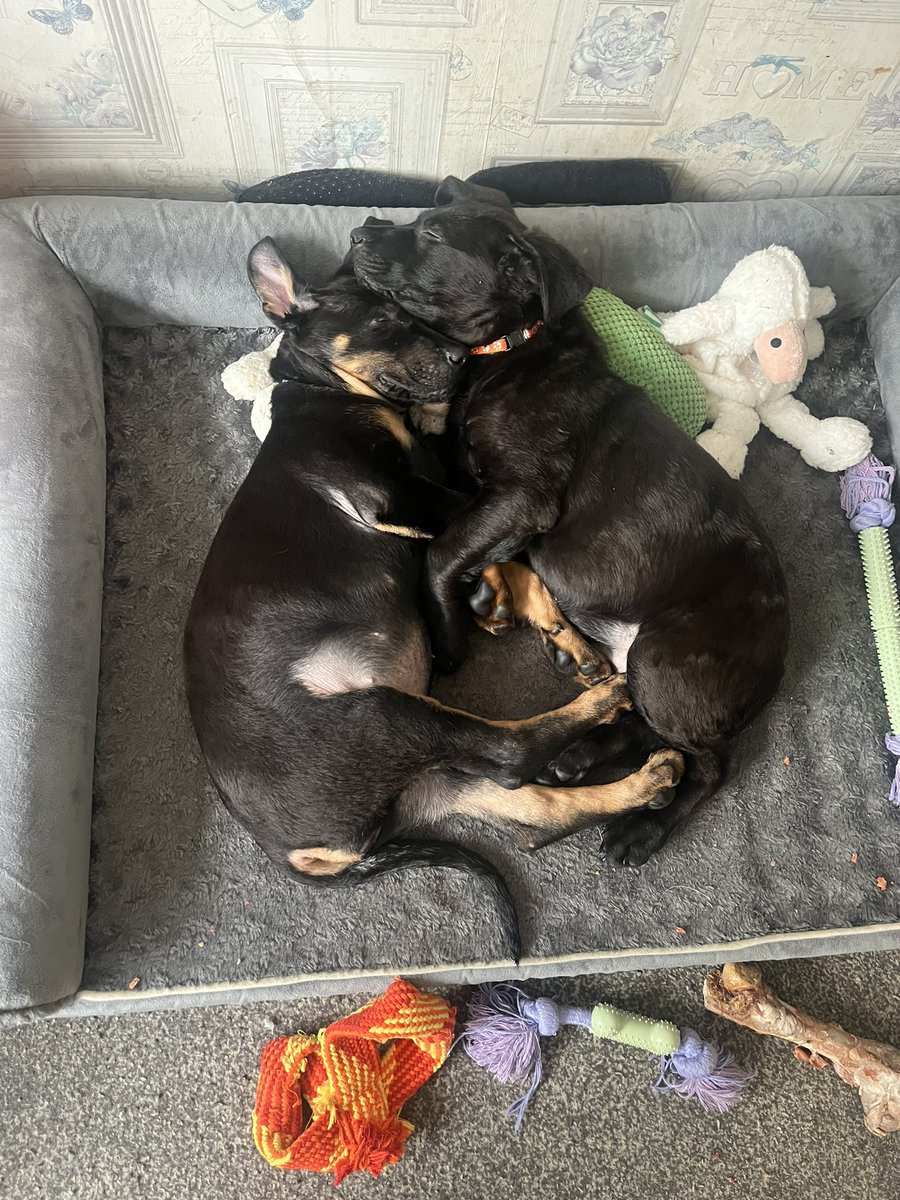 These 2 growing fast :)