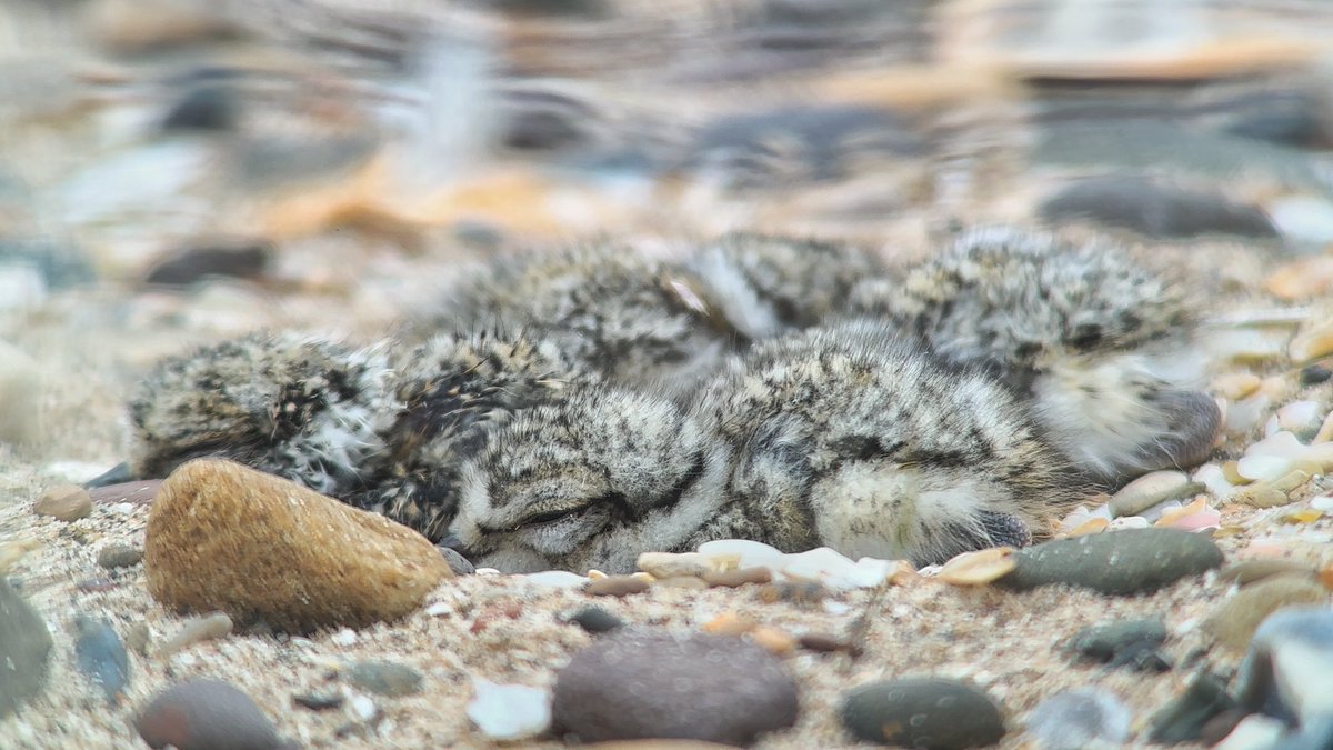 One became four today as yesterday’s ringed plover chick was joined by its nest-mates. A precious sight and amazing to think that by tomorrow these birds will have left the nest and be exploring what the world has to offer them.