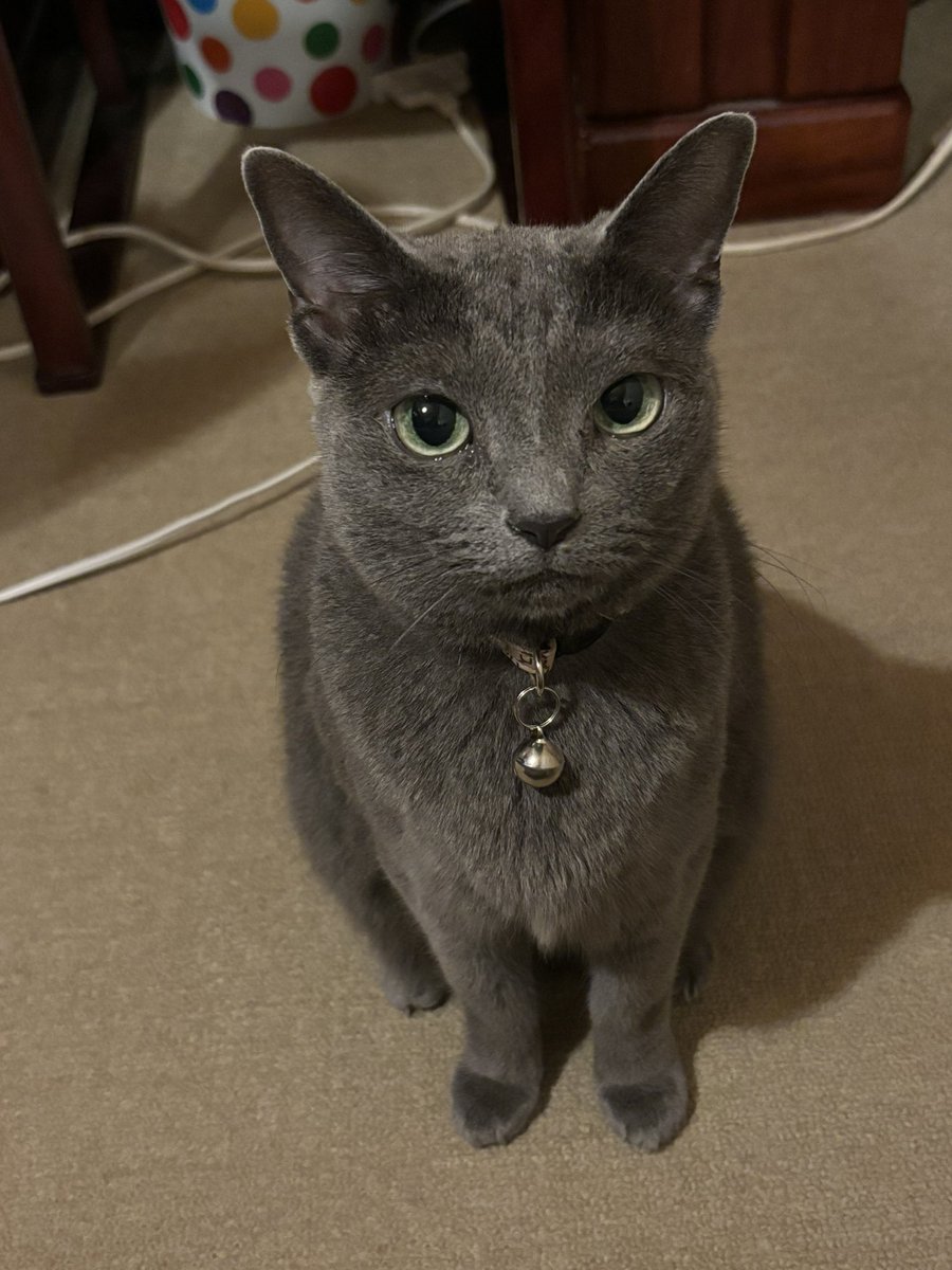 ももちゃんに
ひたすら 見つめられてる
穴が空くほど見つめられてる
なんだろうσ(￣＾￣)？

でも かわいい🩷🩷🩷たまらん♥️
かわいすぎ❤️

 #ロシアンブルー #ミヌエット
 #猫好きさんと繋がりたい
 #ニャンズ #大切な家族
 #癒し