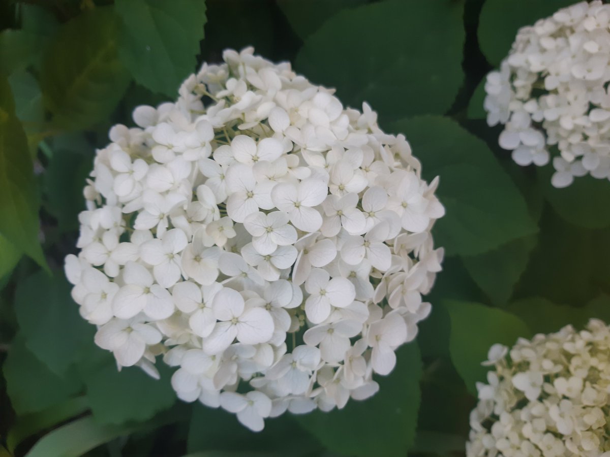 yukigatiratira's tweet photo. 今日もありがとうございました💝
おやすみなさい😴💤

#アナベル 　#Annabelle 
#SmoothHydrangea🌿✨ 
#ひたむきな愛
#辛抱強い愛情 
#flowers 　#花が好き
#キリトリセカイ 
☘️庭にて 2024.6.12 https://t.co/AM6gLRXg0D