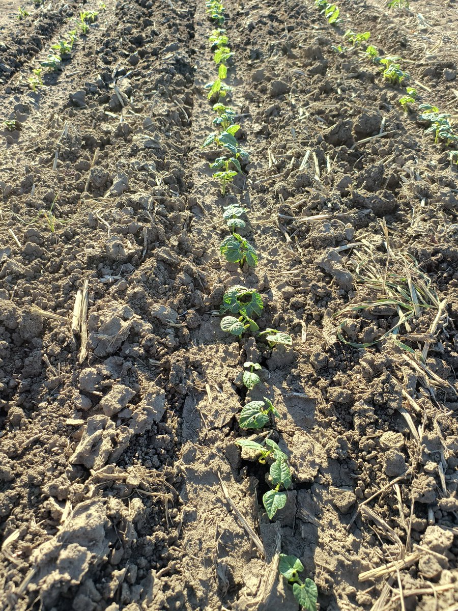 We planted a small trial of green beans.  The purpose is to determine how they grow and how they fit with our weed management and other crops.