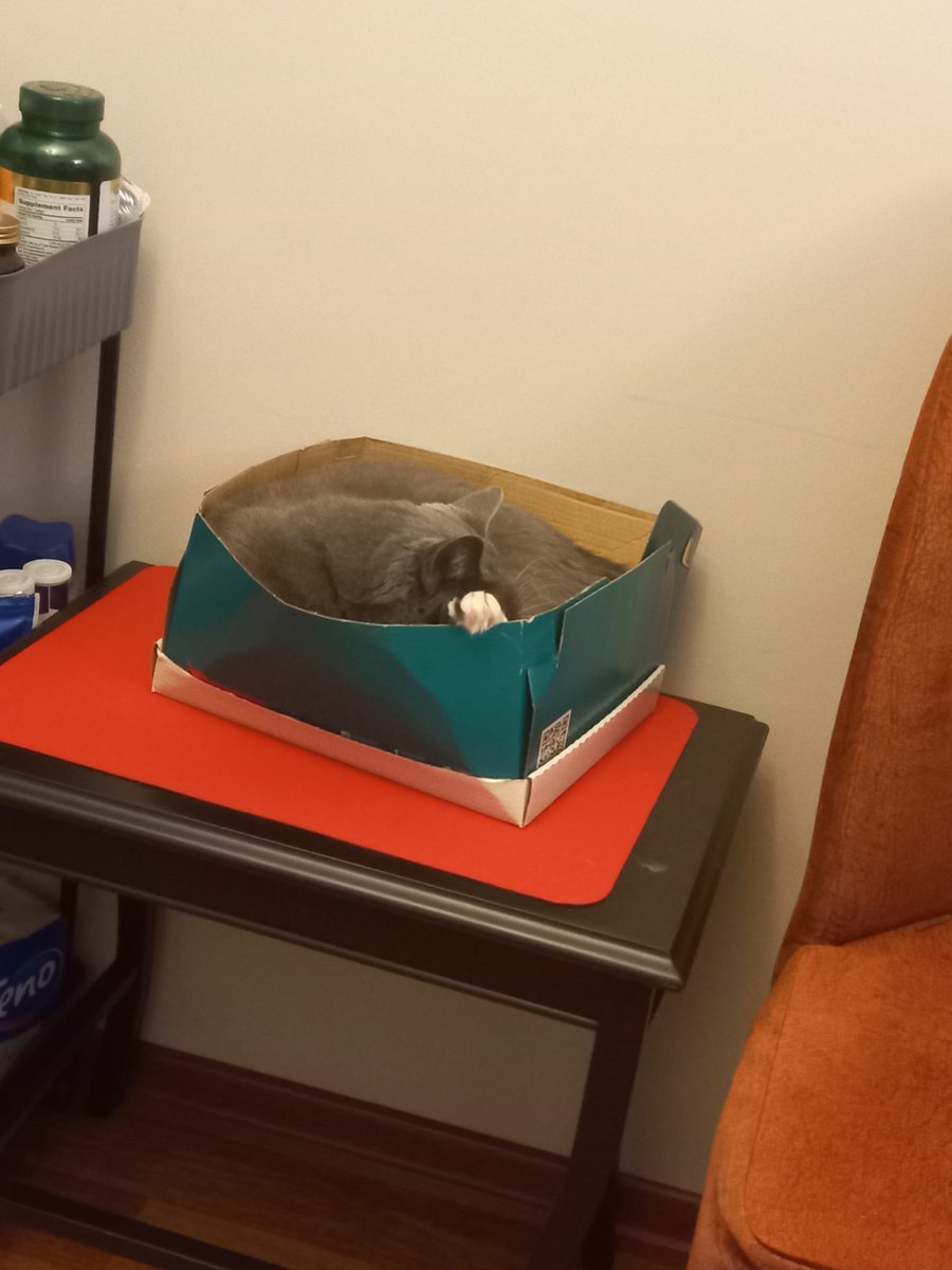 YCMK's tweet photo. Bir kutu kedi, taşmış bir pembik pati 😍 https://t.co/GavvgR8Pse