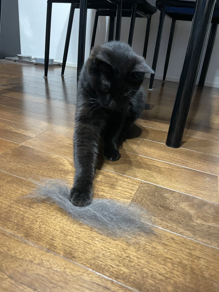 coconuts_cat_re's tweet photo. ブラッシングしたあとの毛で遊ぶナッツ🐈‍⬛ https://t.co/altiAqnSW1