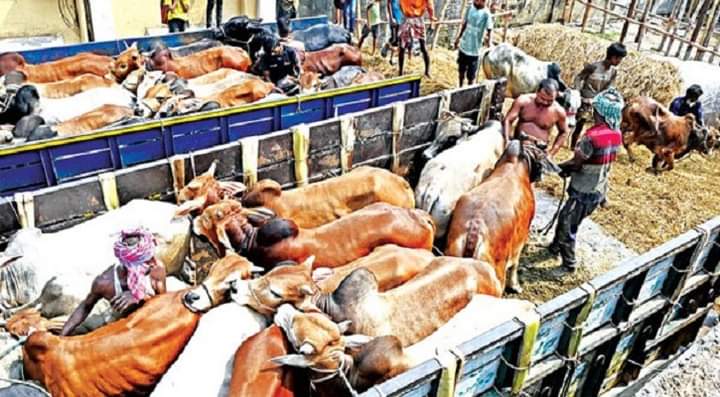 চট্টগ্রামে এখনও জমেনি পশুরহাট