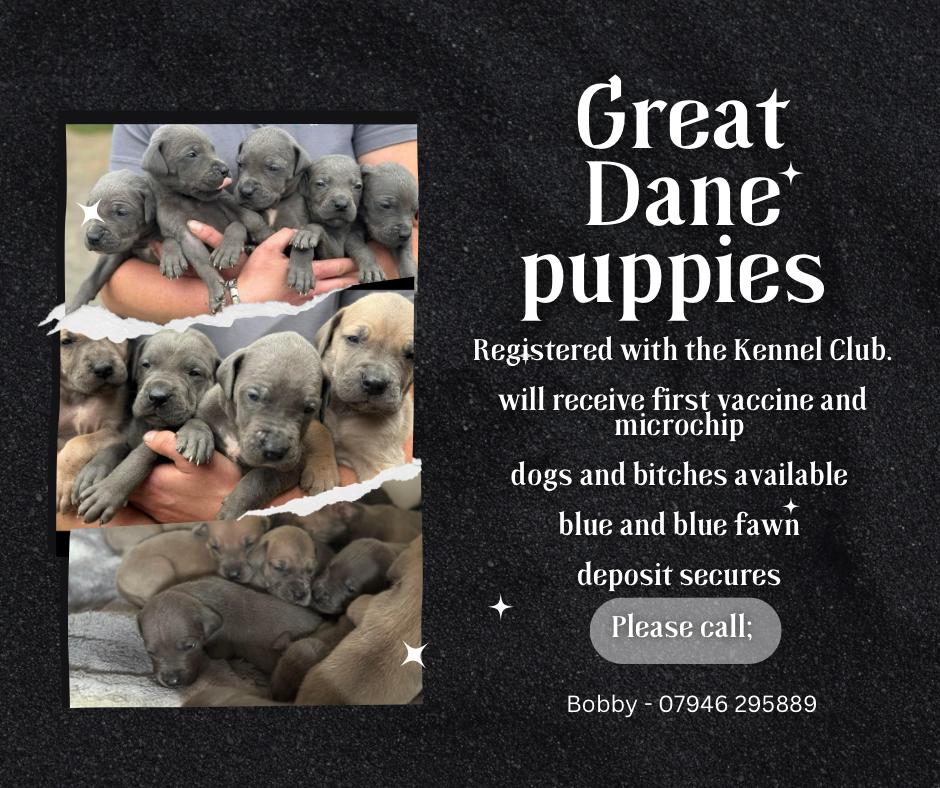 Sandra56367101's tweet photo. Come get your most adorable and loveable great Dane pups https://t.co/JbYOnJR0AX