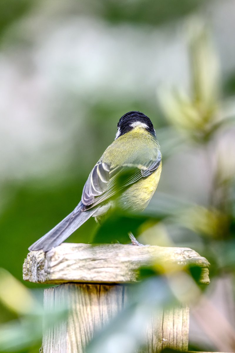 The_Badger_Boy's tweet photo. @sykesjeff Nope I am not turning round said the great tit https://t.co/mWDzirGw0P