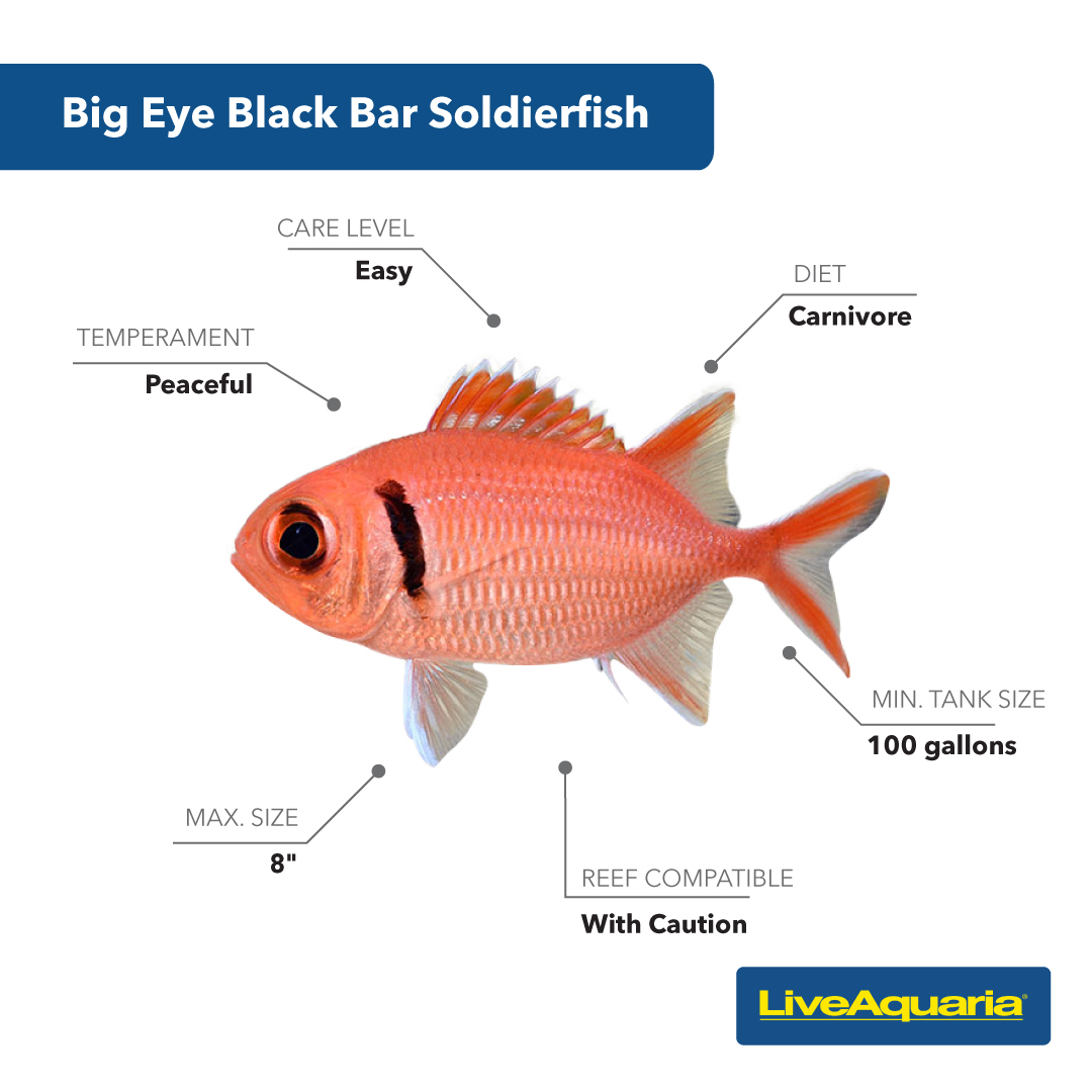 LiveAquaria's tweet photo. #FishDetectives: did you guess correctly? Our last mystery was the Big Eye Black Bar #Soldierfish. With an easy care level and peaceful temperament, itโs a great option for #beginneraquarists.
https://t.co/xDzPOnLxqG
#fish #aquarium #aqualove #liveaquaria https://t.co/gDeLSXWi9e