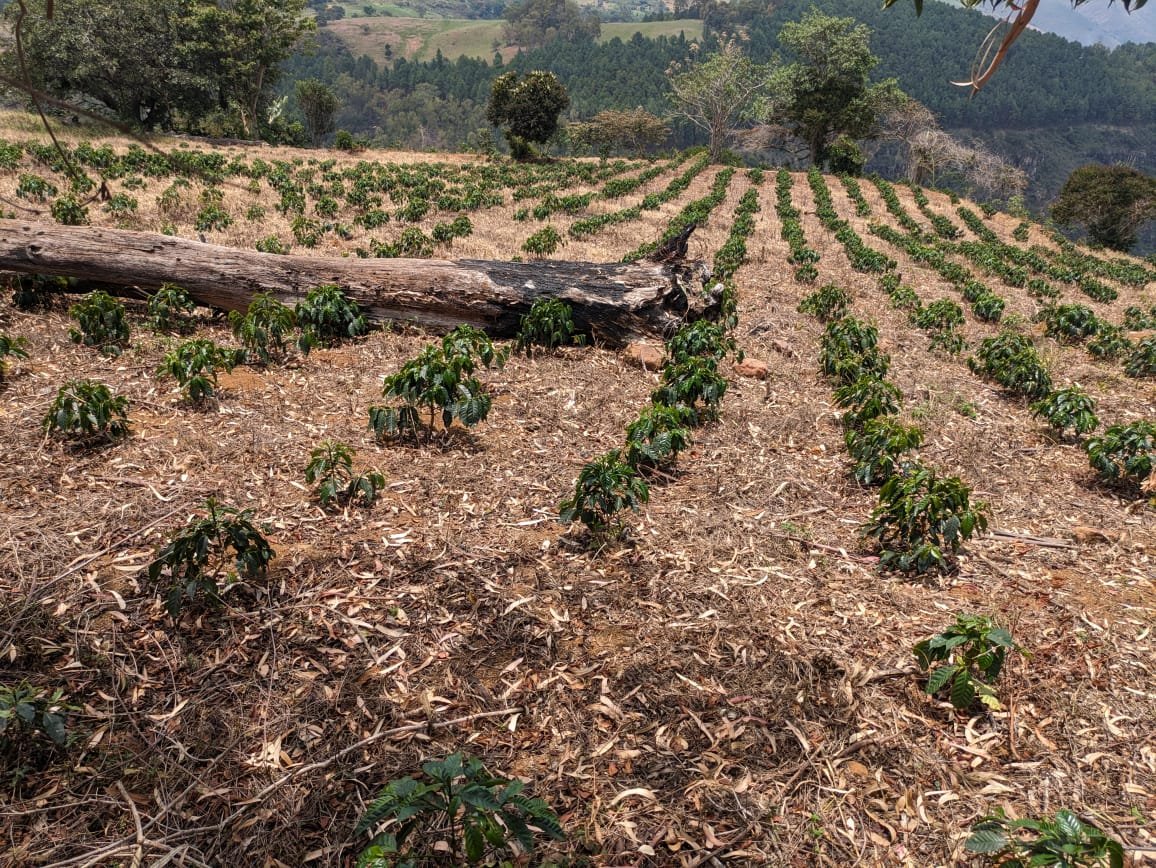 #RescatemosYacambú62Aniversario #12Jun #LaraNoProduceCarbón en #Venezuela hay un silencio institucional abrumador ante el sin fin de ecocidios cometidos en todo el territorio nacional
