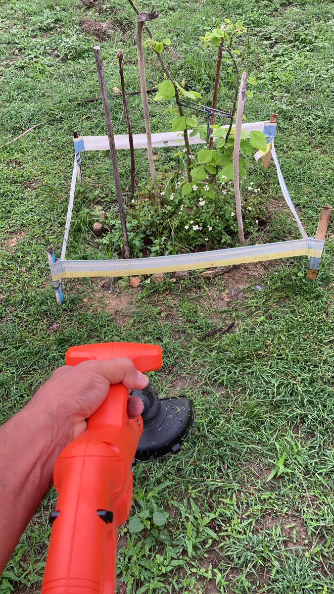 PlantadosCCS's tweet image. Hoy fuimos a recortar un poco “el monte” alrededor de los 8 árboles que plantamos en el distribuidor Altamira. Previniendo que cuando pasen las cuadrillas de @JuntosTEP, de @AmbienteChacao o @fospuca no eliminen el que está al pie de cada uno de estos, dentro del área protegida.