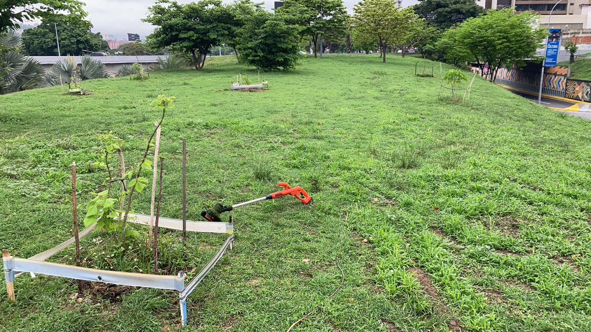 PlantadosCCS's tweet image. Hoy fuimos a recortar un poco “el monte” alrededor de los 8 árboles que plantamos en el distribuidor Altamira. Previniendo que cuando pasen las cuadrillas de @JuntosTEP, de @AmbienteChacao o @fospuca no eliminen el que está al pie de cada uno de estos, dentro del área protegida.