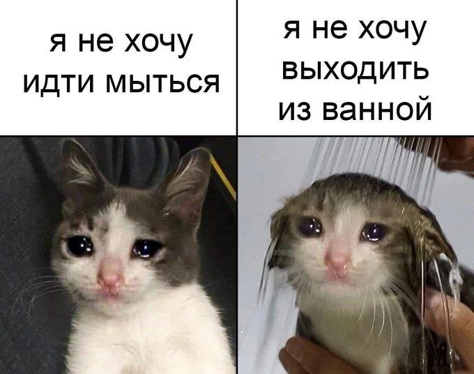 cats, i love cats (@catsilcats) on Twitter photo 