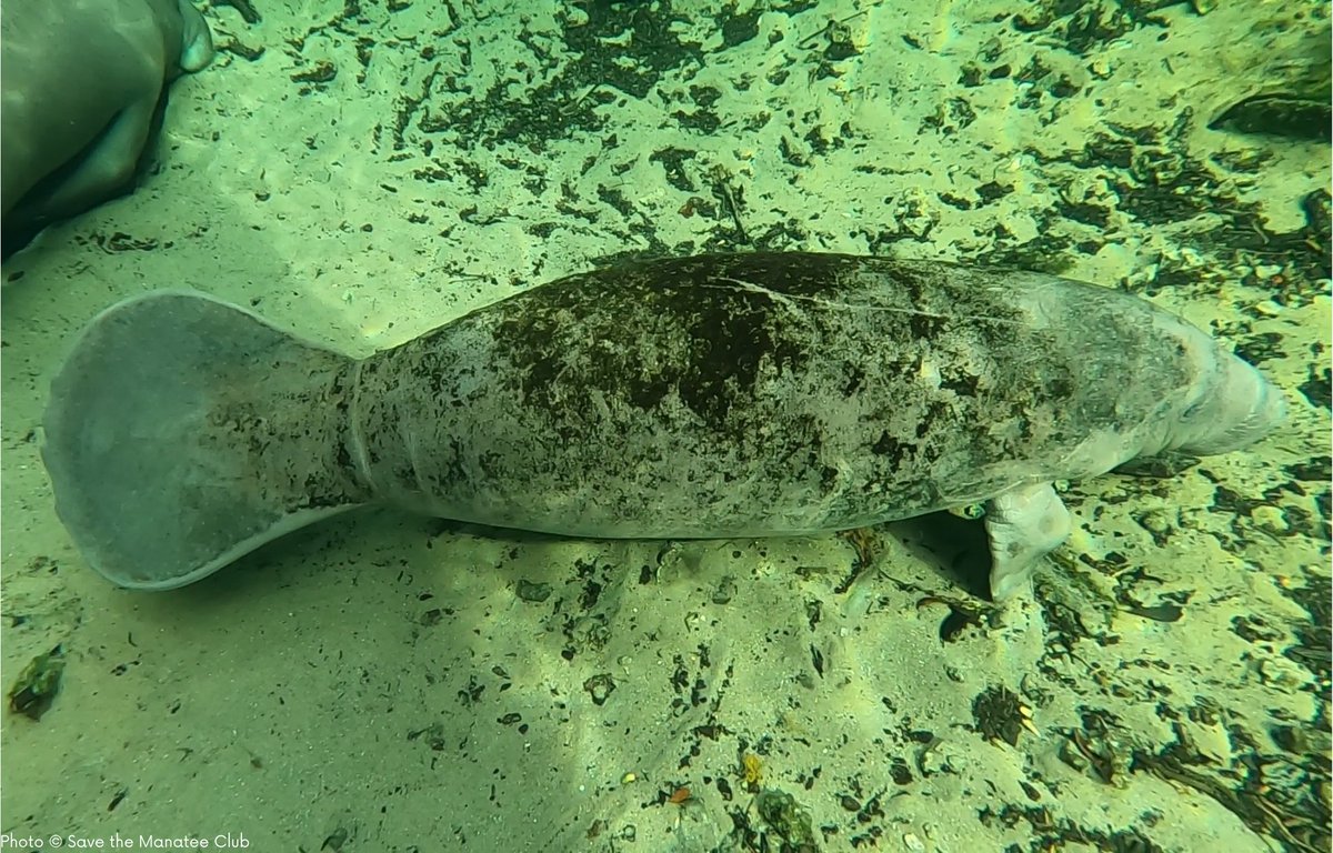 savethemanatee's tweet photo. It’s a fact!
Manatees spend most of their time in shallow water where light can penetrate and algae grows. They move so slowly that algae may adhere to their back causing them to appear green, brown, or black in color.  https://t.co/8DspBpm8jq #WildlifeWednesday https://t.co/k3JmVY0WkM