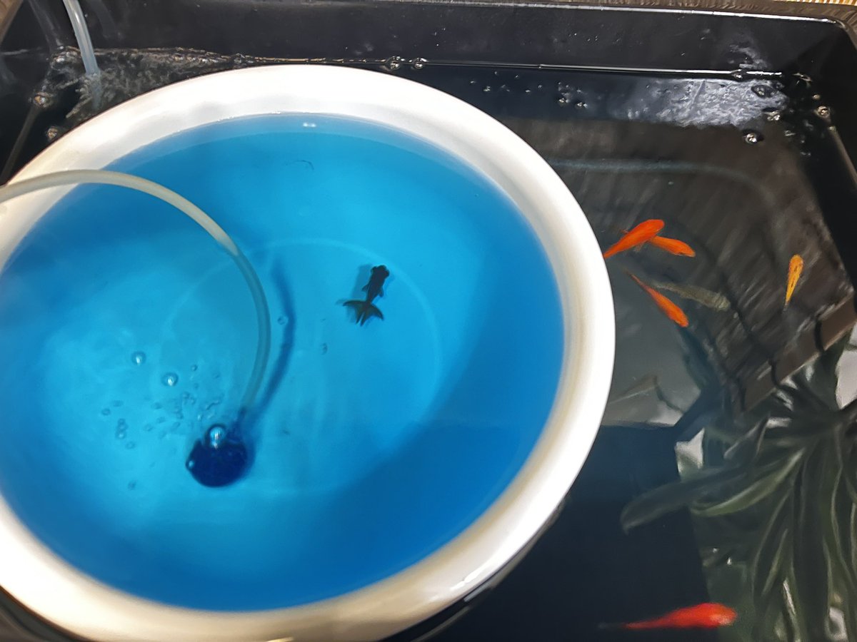 BambooMedaka's tweet photo. 金魚が新たに我が家に加わりました日曜日にお祭りで掬った金魚たち
塩浴+薄いメチレンブルーでトリートメントしてます。
1匹白カビみたいなのが付いているのを発見したので避難させて薬浴してます。
今のところ1匹も⭐️になっていません🙏

#金���　#金魚掬い　#塩浴 https://t.co/Mx0S3u3ZcF