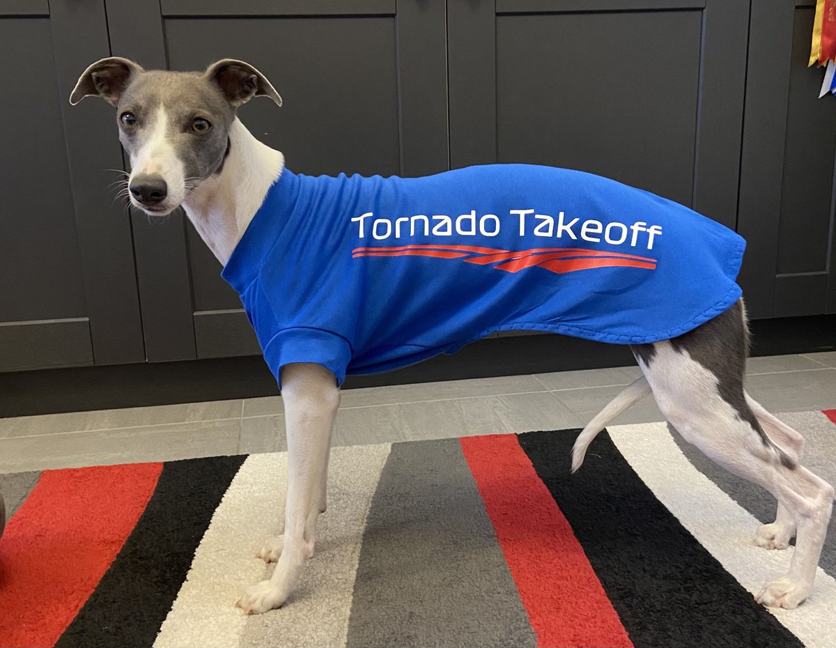 This gorgeous whippet does whippet racing and judging by her new t-shirt shes pretty fast!  Customisable T shirts can be ordered with any writing or popular slogans like "Squirrel Pawtrol, Speed Demon etc" see link in Bio #whippets #whippet #dog